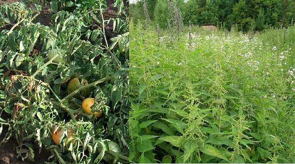 Due piante che rimuovono efficacemente l'odore nella toilette di campagna