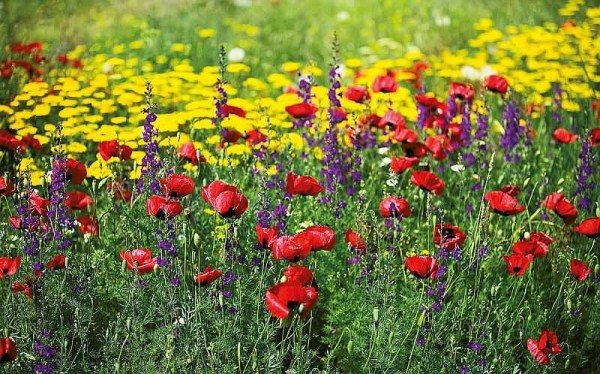 Sembra un prato moresco: un tripudio di colori per tutta la stagione