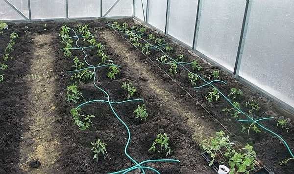 El riego por goteo se utiliza en huertos e invernaderos. Es más eficaz cuando se cultivan verduras y frutas.