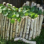 Birch woods - et utmerket gjerde for en blomsterhage