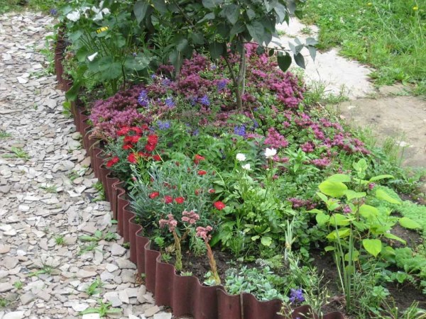 Foto de un macizo de flores de pizarra: tal cerca se ve bien