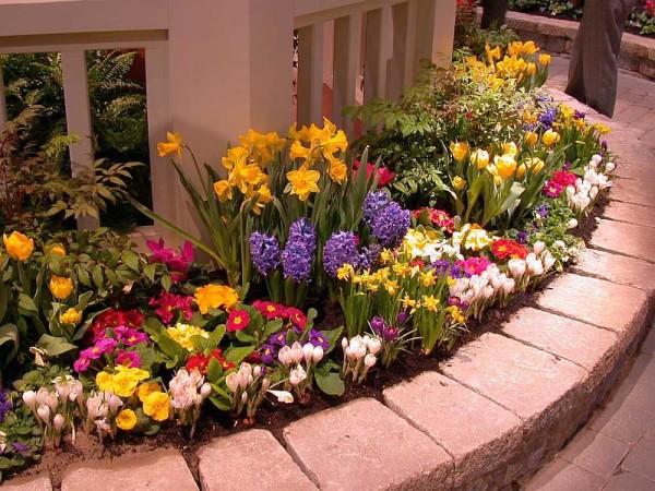 Cama de flores de primavera: todos los colores a la vez. Está elevado: las flores se plantan un poco más alto que el suelo en el resto de la parcela