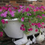 Las flores crecieron en el baño, un gran macizo de flores.