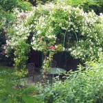 La pergola stessa non è visibile sotto questo tappeto. È costruito come un gazebo: un telaio di tubi è saldato, tutto il resto sono piante. Con lo stesso principio, puoi realizzare un gazebo per l'uva