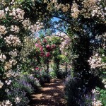 L'arco sotto la rosa rampicante è lo stesso pergolato. Ma la massa di una rosa è inferiore a quella di una vite e le strutture in legno sono ancora fatte per questo.