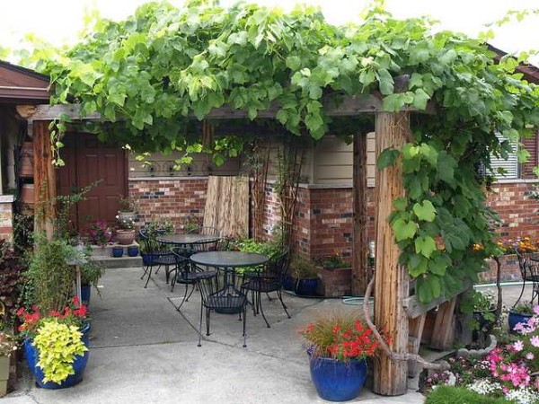 Tettoia pergola vicino alla casa della vite - ombra fitta anche a mezzogiorno