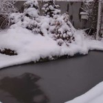 E questo è uno stagno invernale. Nei nostri luoghi è coperto di ghiaccio solo nelle gelate stesse e non si congela sul fondo. I pesci vanno in letargo lì