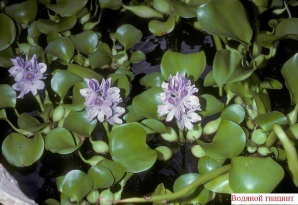 Per evitare che l'acqua dello stagno fiorisca, pianta questo bellissimo fiore