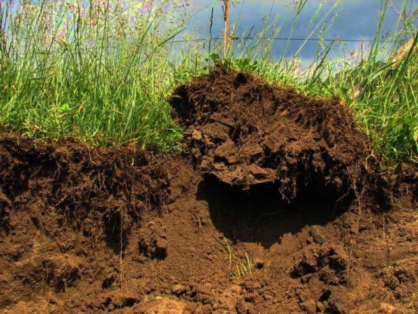 Uklanjamo busen i plodni sloj do dubine od oko 20 cm