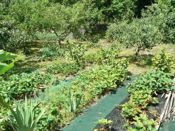 La alfombra vieja puede convertirse en un camino de jardín (aunque sea un año)