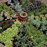 Incluso puedes hacer hermosas camas de bricolaje con una rueda vieja. Aquí se ha plantado una colección de hierbas aromáticas (este es un jardín fragante, y también puede hacer uno picante similar) con plantas picantes