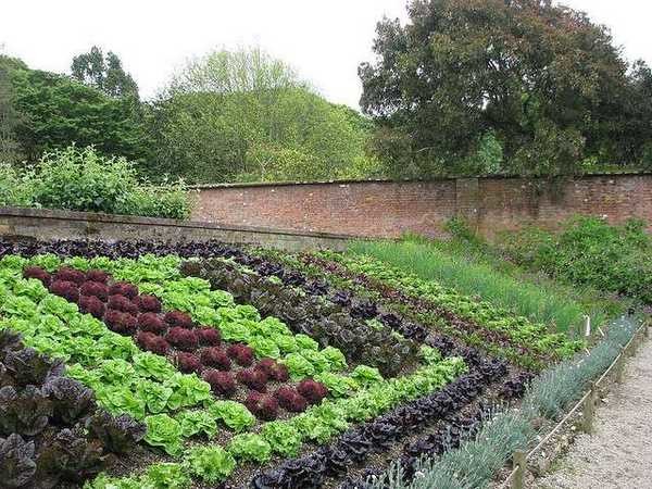 Las verduras de hoja uniformemente plantadas de diferentes variedades ya son hermosas