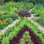 Grønnsaksbed, kantet med blomster - vakker