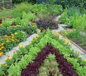 Camas de vegetales, bordeadas de flores - hermoso