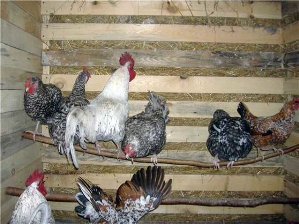 Arregle las ramas gruesas habituales: aquí hay un gallinero para pollos. Hay más que suficiente en el gallinero del país.