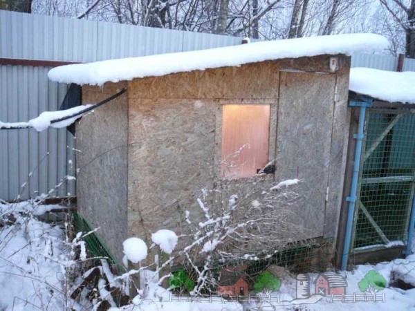 Un cobertizo cálido para las gallinas y la iluminación son importantes para su bienestar normal.