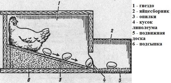 Design del nido per polli con ricevitore per uova