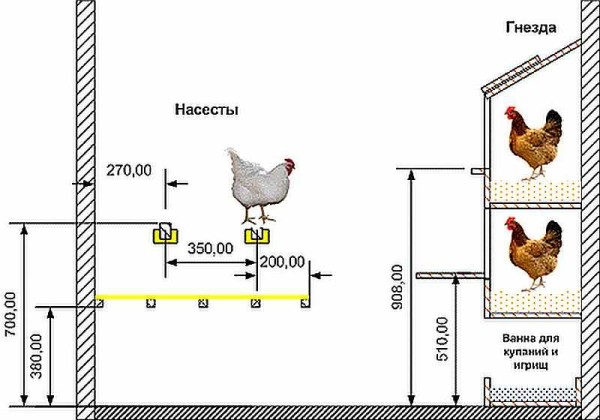 Disposición del gallinero en el interior: tamaños recomendados