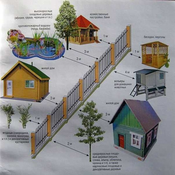 Avstander fra gjerdet til planter anbefalt av SNiP