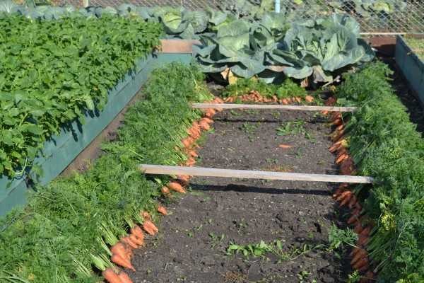 Zanahorias, una a una. Lo mejor en lecho alto, aunque se plantó la misma variedad en uno normal.