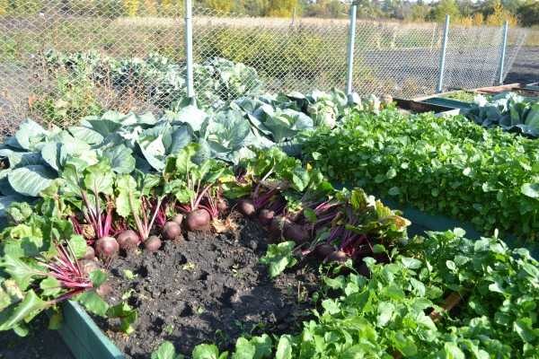 Cosecha de remolacha en un jardín alto