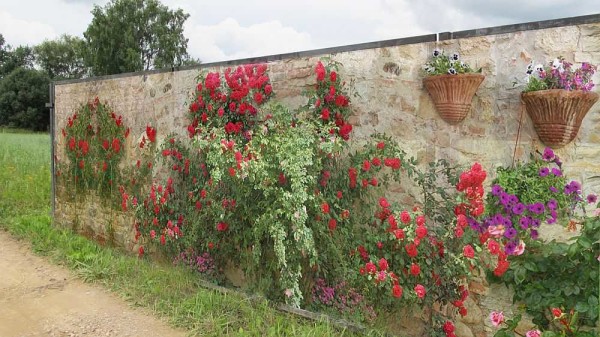 Muro di pietra e rose