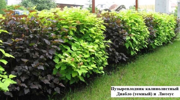 Uno de los arbustos de cobertura verde de más rápido crecimiento