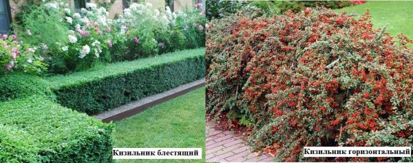 Diferentes tipos de cotoneaster. Uno es bueno para una cerca viva cortada, el otro es bueno para crecer libremente