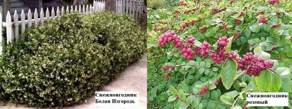 Snowberry er veldig dekorativ etter at frukten dukker opp. De henger på grener under snøen, som de fikk navnet for