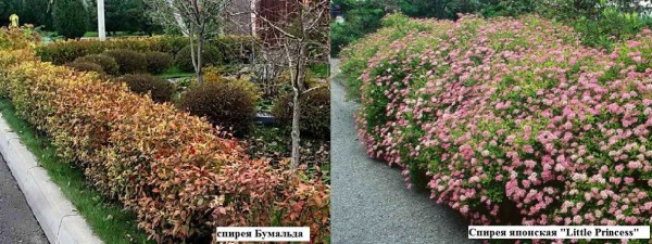 Confine vivo da Spirea di diverse varietà