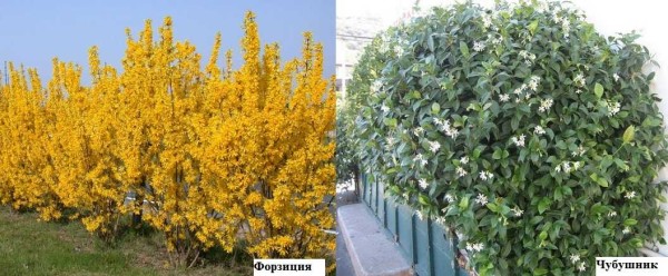 Forsythia blomstrer veldig vakkert og rikelig om våren, og vokser deretter med tett langstrakt løvverk. Chubushnik er ikke så dekorativ i fargen, men bladet er blankt