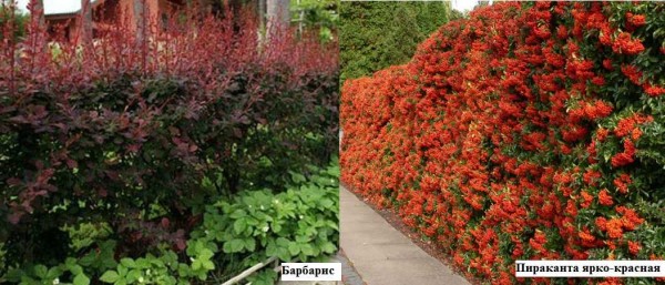 El agracejo de diferentes variedades tiene diferentes colores de hojas. Pirkata puede dar frutos de odas rojas brillantes de amarillo, persisten en las ramas en invierno, hasta que son devoradas por los pájaros.