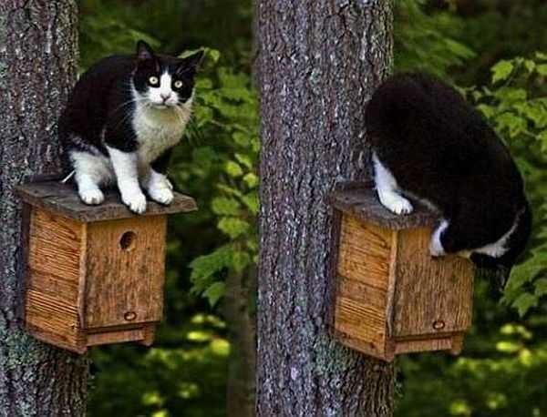 Agrande el saliente del techo para que el gato no pueda alcanzar a los polluelos con su pata