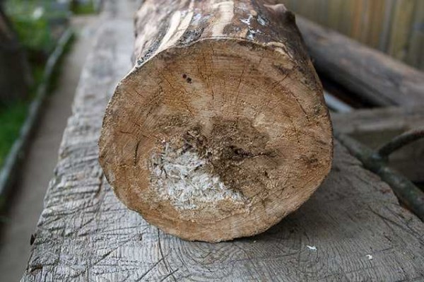 Es aconsejable encontrar un álamo temblón, con un núcleo podrido, pero bordes fuertes