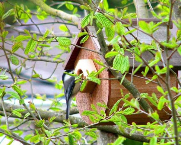 Titmouse