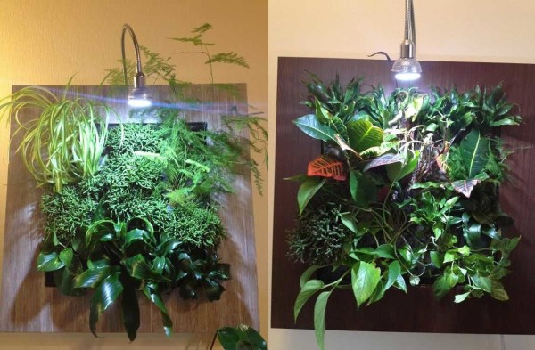 Pintura verde de plantas: una forma inusual de decorar paredes.