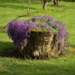 På en høy stubbe ser hengende blomstrende pisker bra ut