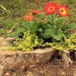 I lave stubber plantes flere planter med dekorativt løvverk og en eller to blomster med store lyse blomster