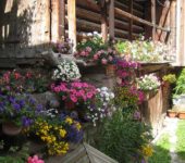 Un'abbondanza di fiori illuminerà qualsiasi paesaggio o casa