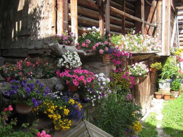 En overflod av blomster vil lyse ethvert landskap eller hjem