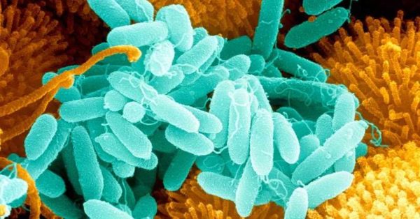 Las bacterias necesitan crear condiciones óptimas para la vida.