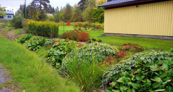 For at grøftens kanter ikke skal drysses, kan den plantes med fuktighetsgivende planter med et kraftig rotsystem