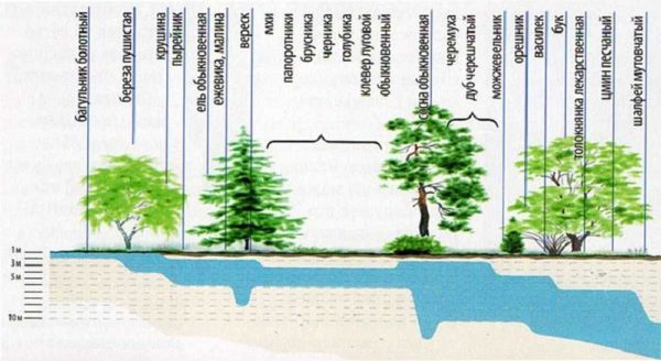 Determinar la profundidad del agua subterránea por plantas.