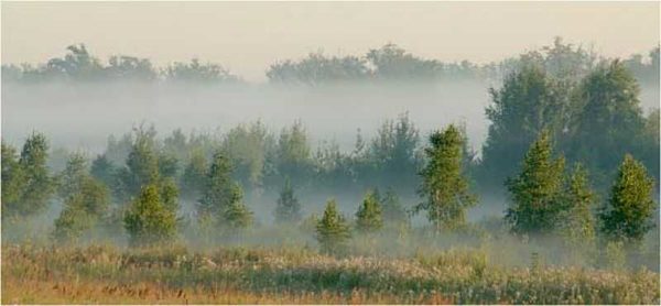 La acumulación de niebla puede determinar la presencia de agua subterránea.