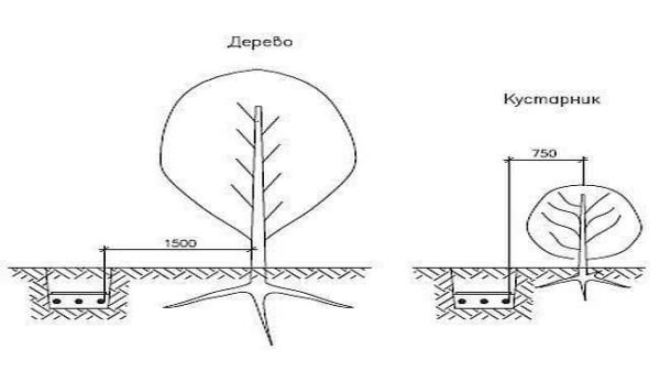 Hvis det er flere planter, bør de omgås.