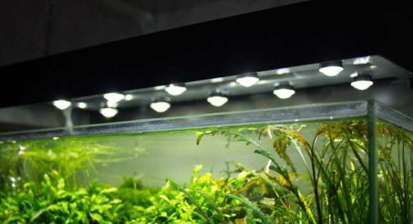 Un esempio di utilizzo dei LED per illuminare un acquario