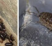 Disse insektene på badet er hyppige gjester. Woodlice kalles