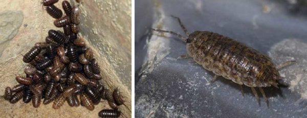 Estos insectos en el baño son huéspedes frecuentes. Woodlice se llaman