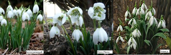 Snowdrops er de tidligste blomstene å gi