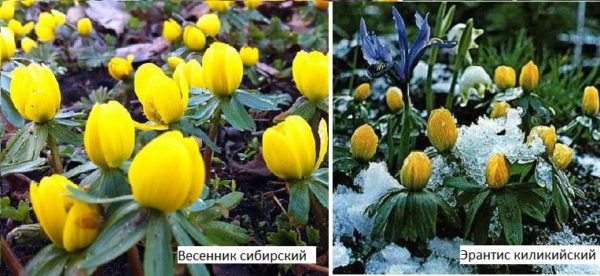 Flores de primavera para cabañas de verano: sin pretensiones, invernada al aire libre